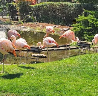 Winston Safari Village cranes at the pond at Wildlife Safari