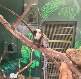 Wildlife Safari - Marmoset & Tamarin monkeys less then 2 pounds are endangered