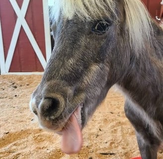 Winston Wildlife Safari - mini horse is giving us the raspberries