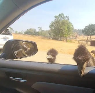 Wildlife Safari - Emu's poking their head & beak inside the car looking for food