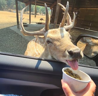 Winston Wildlife Safari - large deer eating from food cups in the car