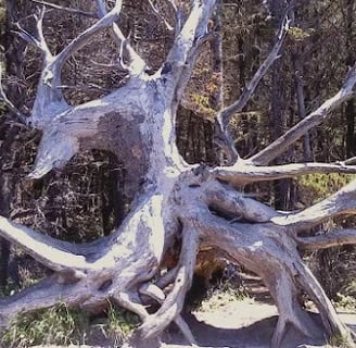 Oregon Coast - Close to the moon-craters at Shore Acres Park is huge tree roots
