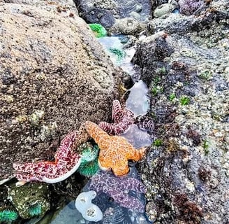 Oregon Coast - Sea creatures in the tidepools at Strawberry Hill Wayside
