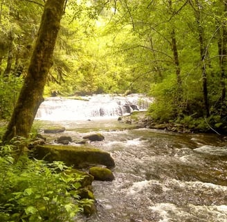 Oregon Coast - The trail follows the creek up to Sweet Creek Falls
