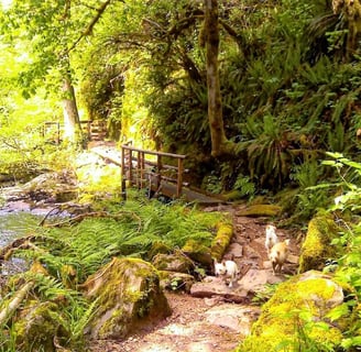 Oregon Coast - Sweet Creek Falls has gorgeous scenery all along the creek