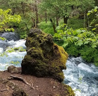 Eugene, OR - Tamolitch Falls roars down the McKenzie River seen from the trail