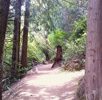 Oregon Coast - Hiking trail at Tugman State Park in Lakeside