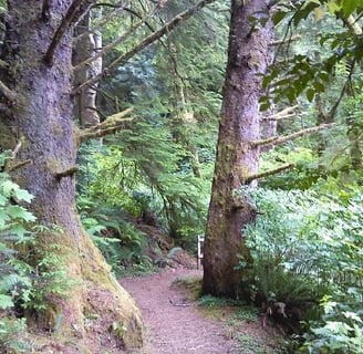 Oregon Coast - Hiking trail at Tugman State Park in Lakeside