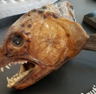 Oregon Coast - Coos Bay/Charleston Marine Life Center has weird looking sea creatures