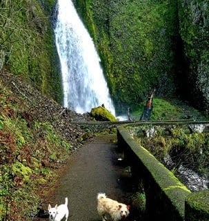 Columbia River Gorge Oregon - hike up the somewhat challenging switchbacks to Wahkeena Falls