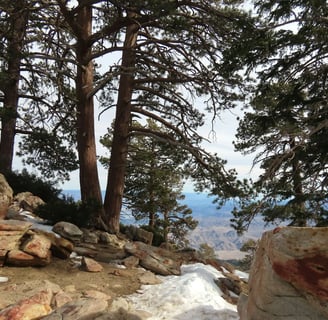 Palm Springs, CA - Up the Aerial Tram on top of San Jacinto mountain