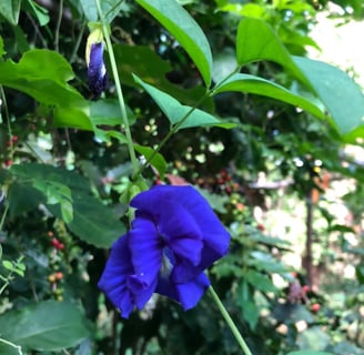 clitoria flor comestivel