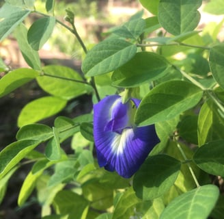 clitoria ternatea feijão borboleta
