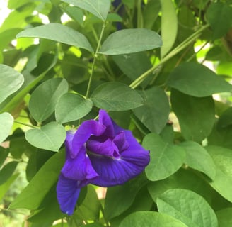 clitoria ternatea feijão borboleta