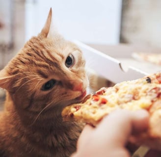 Curious cat sniffing a slice of pizza, exploring whether cats can eat pizza