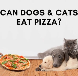 Can Cats eat pizza or can dogs eat pizza?