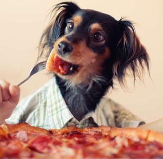 Dog dressed in human clothes eating pizza with a fork and knife,
