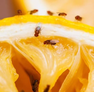 Close-up of fruit flies on a sliced lemon with the text 'Fruit Flies Traps' in the corner