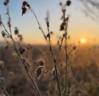 plant in de ochtendzon