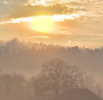 foggy outdoor wooded area with the sun shining through