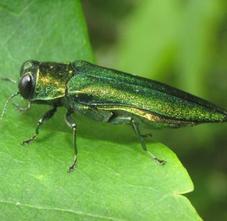 Close-up of Emerald Ash Borer larvae damaging ash tree bark in West Island, Quebec.