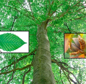 Close-up of a beech tree in West Island showing signs of Beech Bark Disease, including white scale i
