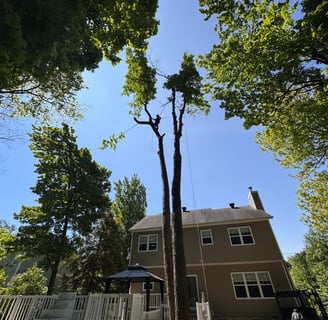 Professional tree removal service in West Island, Montreal, safely removing a large tree near reside
