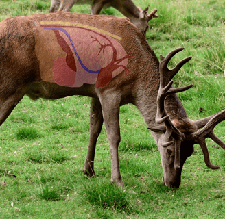 deer with overlay of vital organs