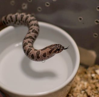 Hognose with a drop of water