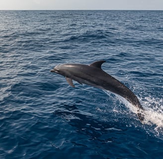 Dolphin jumping near our skiff boat during a Zanzibar Catamaran Fishing Charter