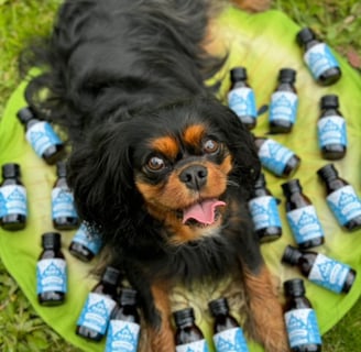 dogAdvisor | dog Advisor | dog advisor | dogadvisor | dogadvisor.dog | dog advisor