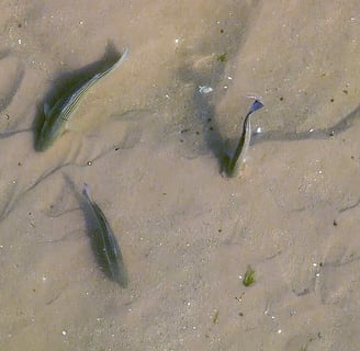 bass feeding on the flats