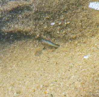 lone sand eel buried