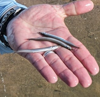 sand eels