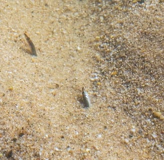 sand eels burried on the flat