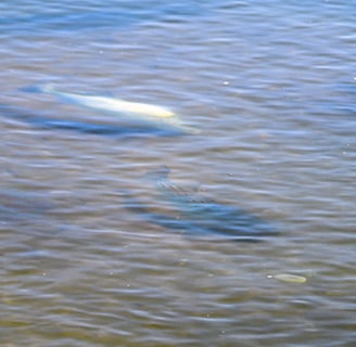 flats fishing long island