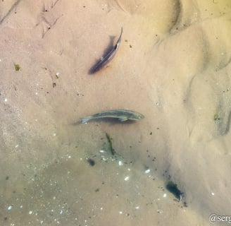 striped bass on the flats of long island