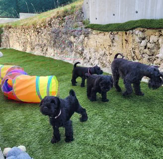 Maman et ses chiots