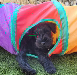 Chiot intrépide !