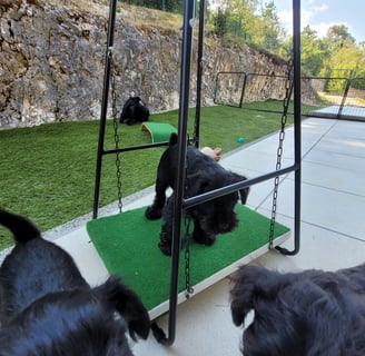 Chiot sur balançoire