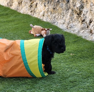 Bout du tunnel pour un chiot Schnauzer !!!