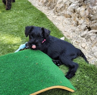 Altesse Violette , chiot Schnauzer nain