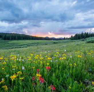 Field of flowers for blog post about preparing for surgery naturally