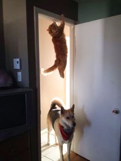 cat hinding from a dog