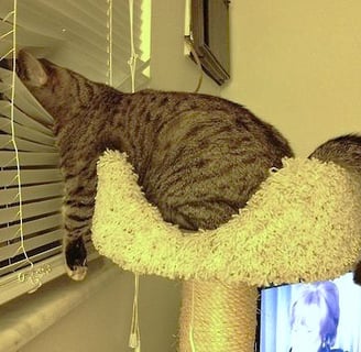 bored cat looking at the window the head through the sunblind