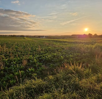 Laura Nieoold Feld Niedersteinbach Penig