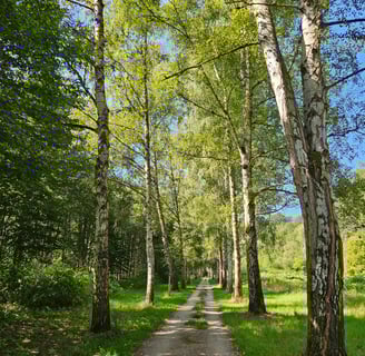 Laura Niepold Wald Wolkenburg