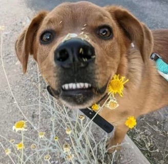 The dog that inspired us to start Tucson Dog Joggers!