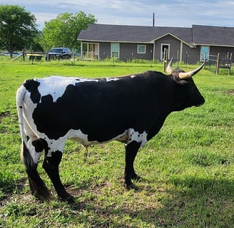 Miniature longhorn bull in pasture