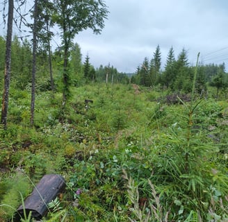 taimikonhoito leppävirta varkaus